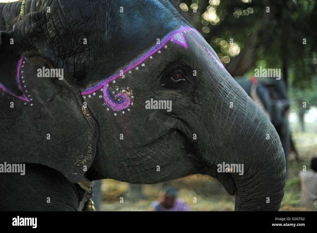 India Bihar state Patna Sonepur Sonepur Mela Cattle Fait (largest in Asia)  elephant market Stock Photo - Alamy