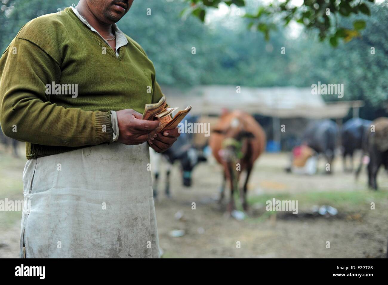 India Bihar state Patna Sonepur Sonepur Mela Cattle Fait (largest in Asia) Indian man counting money after selling ox Stock Photo