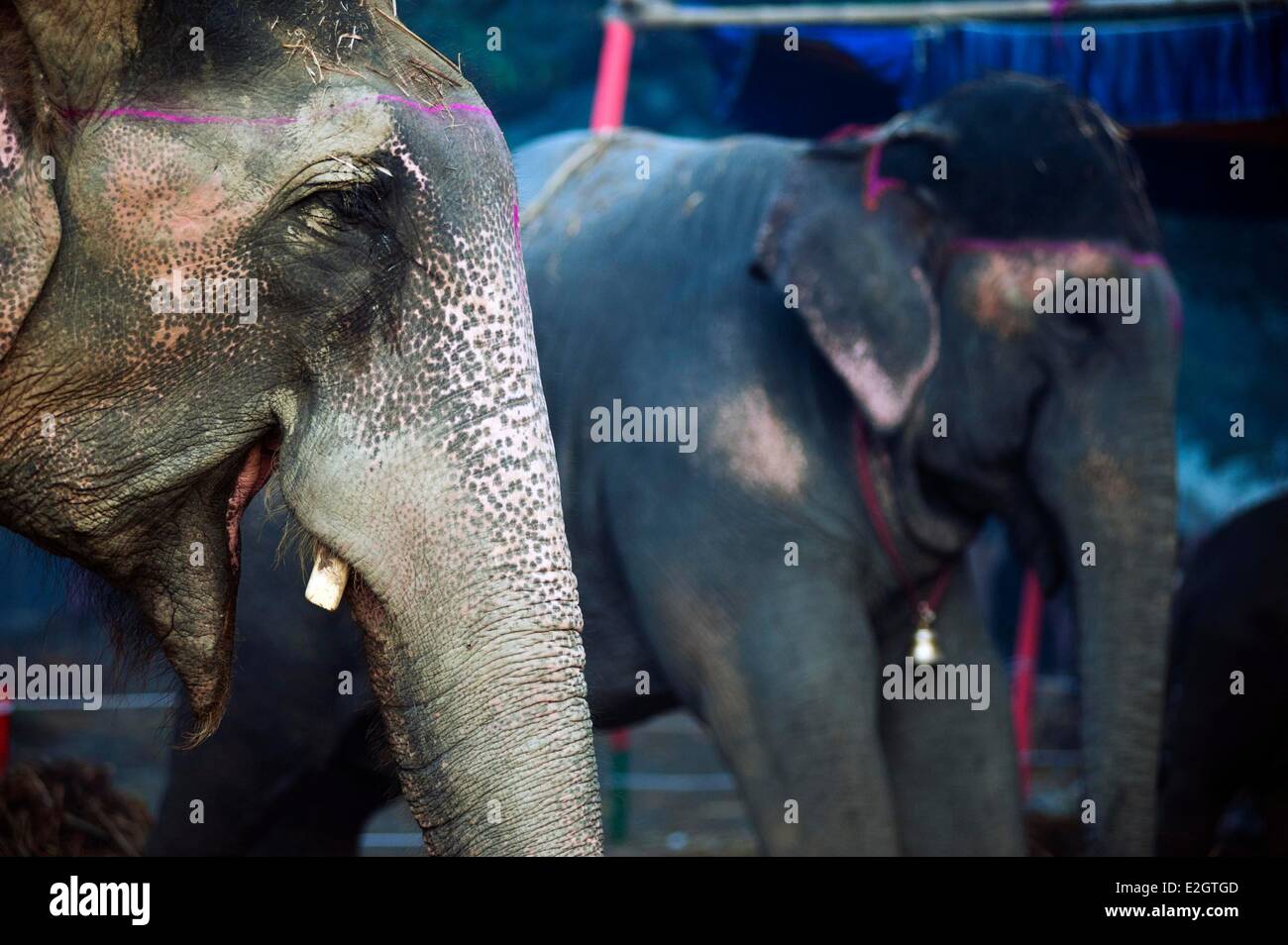 India Bihar state Patna Sonepur Sonepur Mela Cattle Fait (largest in Asia) painted elephant Stock Photo