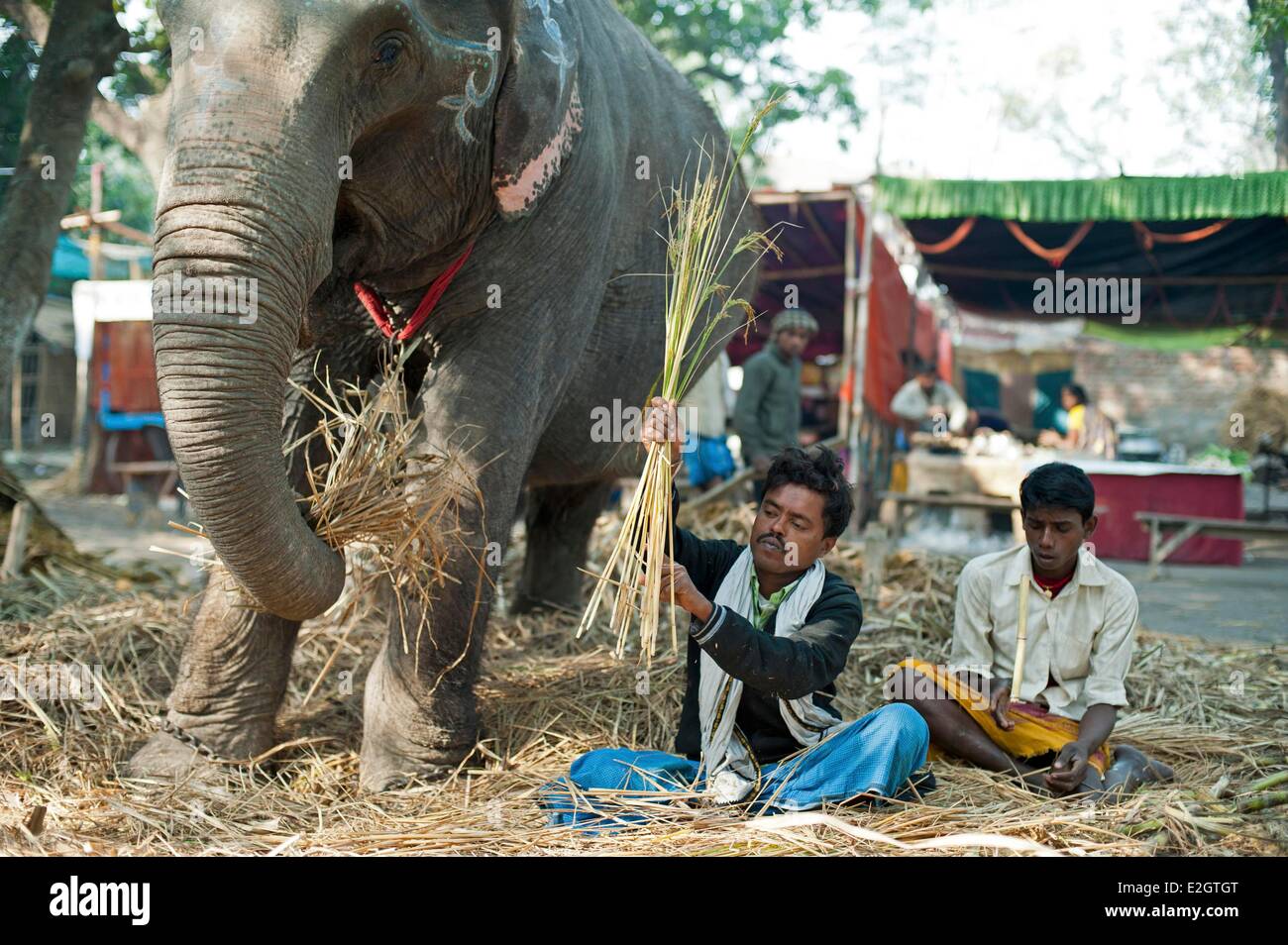 India Bihar state Patna Sonepur Sonepur Mela Cattle Fait (largest in Asia) Mahout giving food to elephant Stock Photo