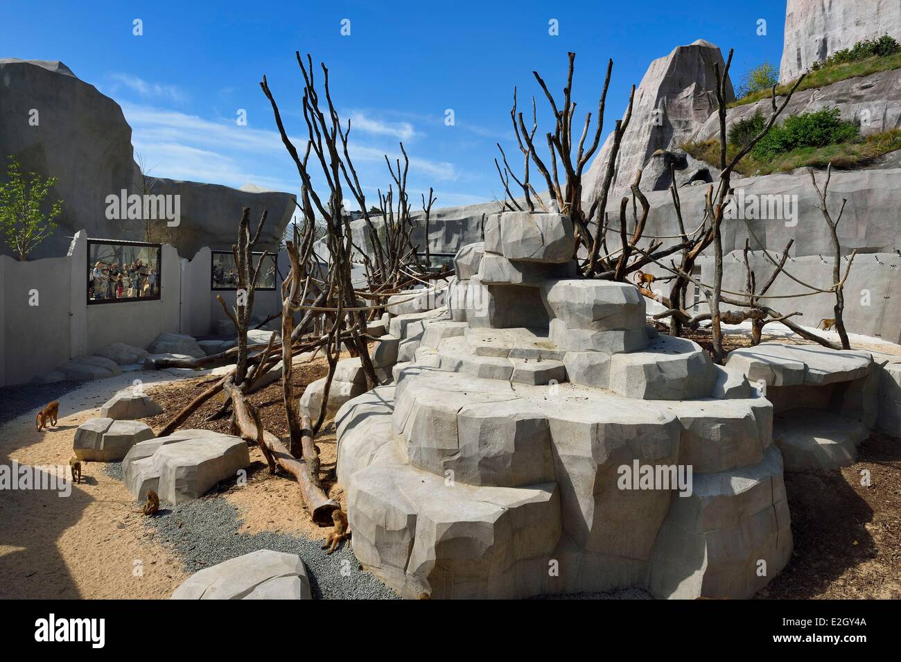 France Paris Paris Zoological Park (Zoo de Vincennes) Sahel-Sudan biozone Guinea baboons (Papio papio) in a large enclosure under Grand Rock that is landmark of zoo since 1934 Stock Photo