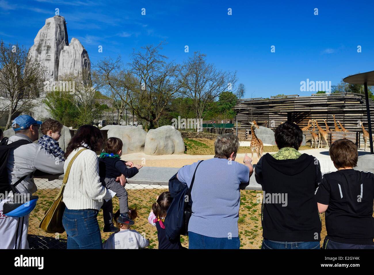 France Paris Paris Zoological Park (Zoo de Vincennes) group of sixteen giraffes (Giraffa camelopardalis) in Sahel-Sudan biozone in background Grand Rock that is landmark of zoo since 1934 Stock Photo