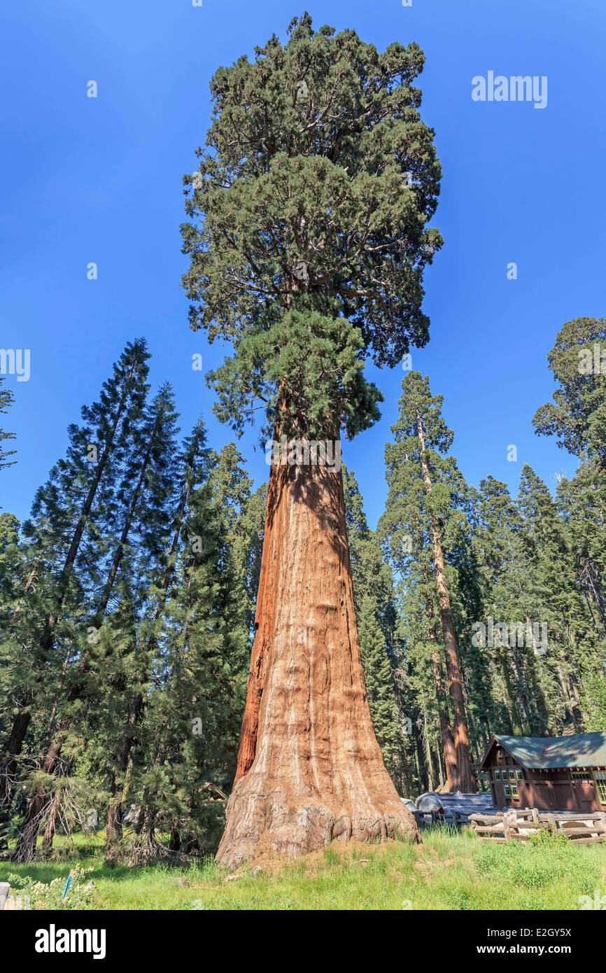 United States California Sequoia National Park giant sequoia Sentinel Tree (Sequoiadendron giganteum) Stock Photo