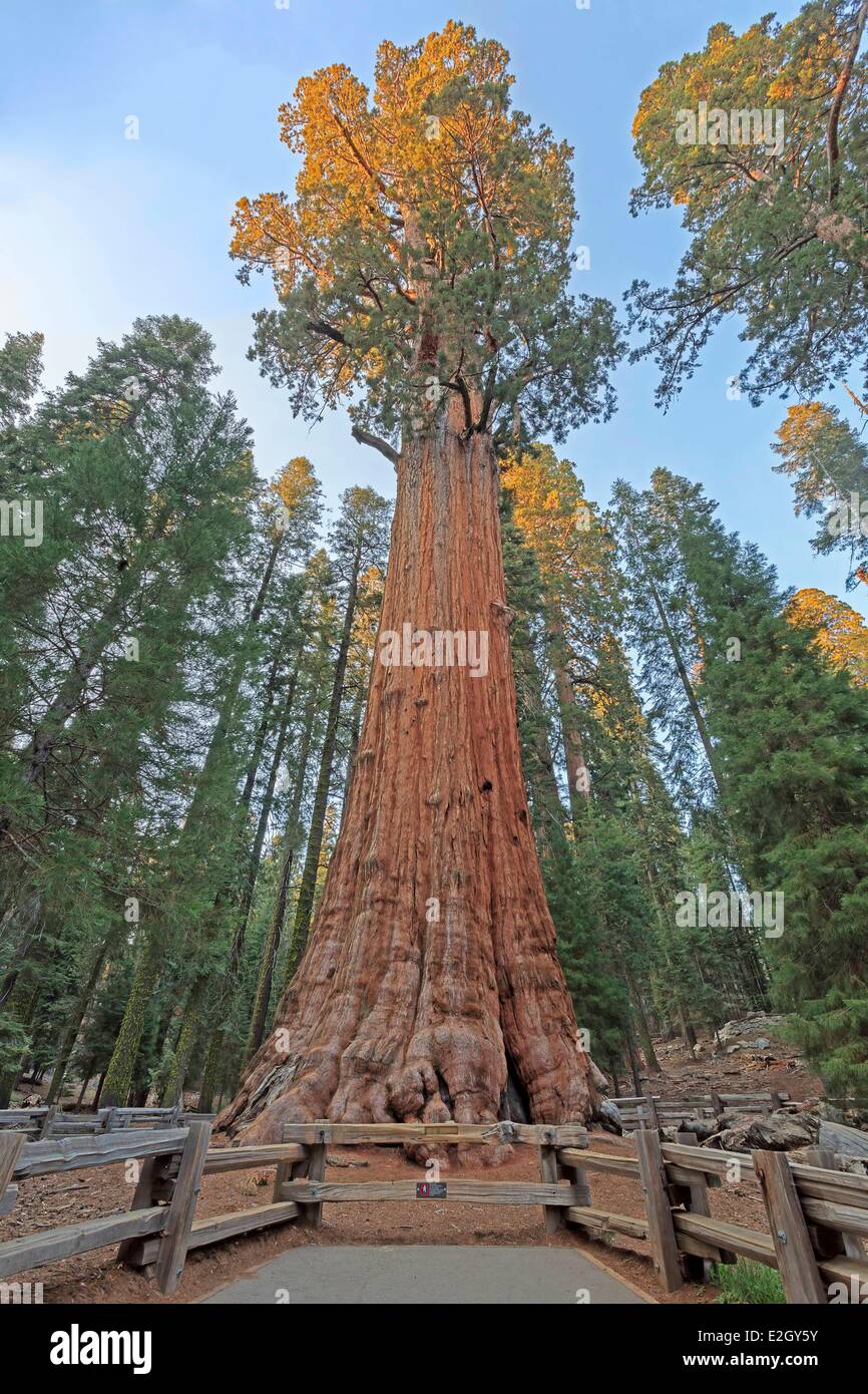 United States California Sequoia National Park General Sherman giant sequoia (Sequoiadendron giganteum) largest tree in world Stock Photo