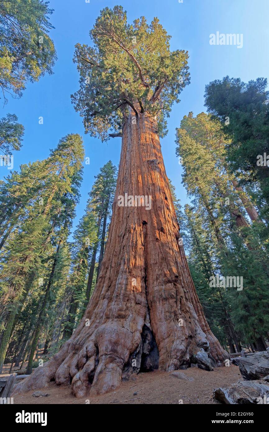 United States California Sequoia National Park General Sherman giant sequoia (Sequoiadendron giganteum) largest tree in world Stock Photo