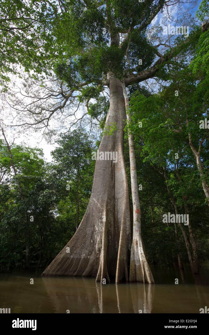 Brazil Amazonas state Amazon river basin Balsa tree (Ochroma pyramidale