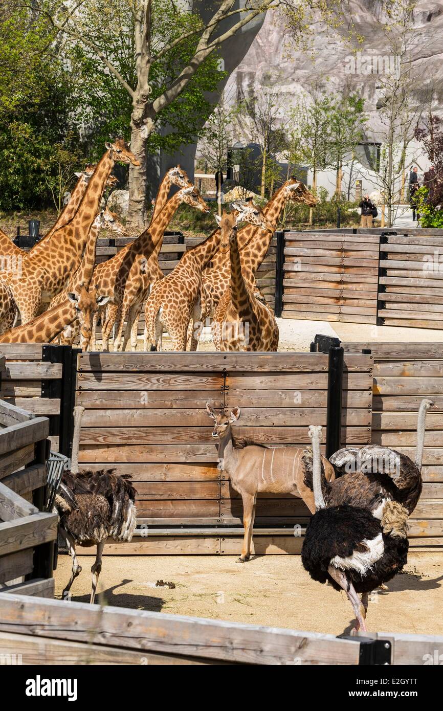 France Paris Paris Zoological Park (Zoo de Vincennes) group of giraffe
