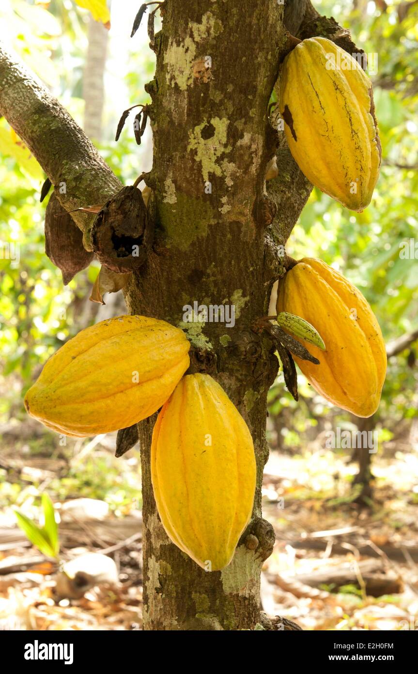 Thailand Cocoa tree (Theobroma cacao) pod Stock Photo Alamy