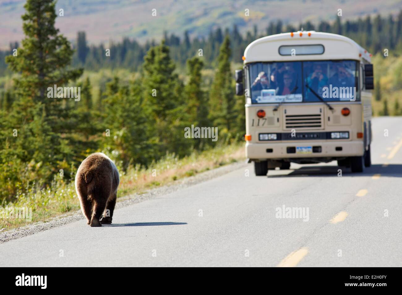 United States Alaska Denali National Park Mount McKinley Grizzly bear (Ursus arctos horribilis) and bus on George Parks Highway Stock Photo