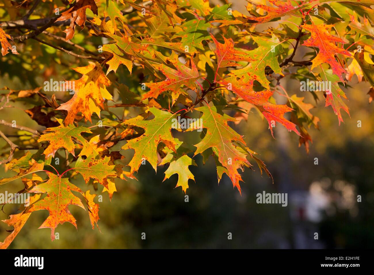 Canada Quebec province Centre du Quebec region fall foliage Stock Photo