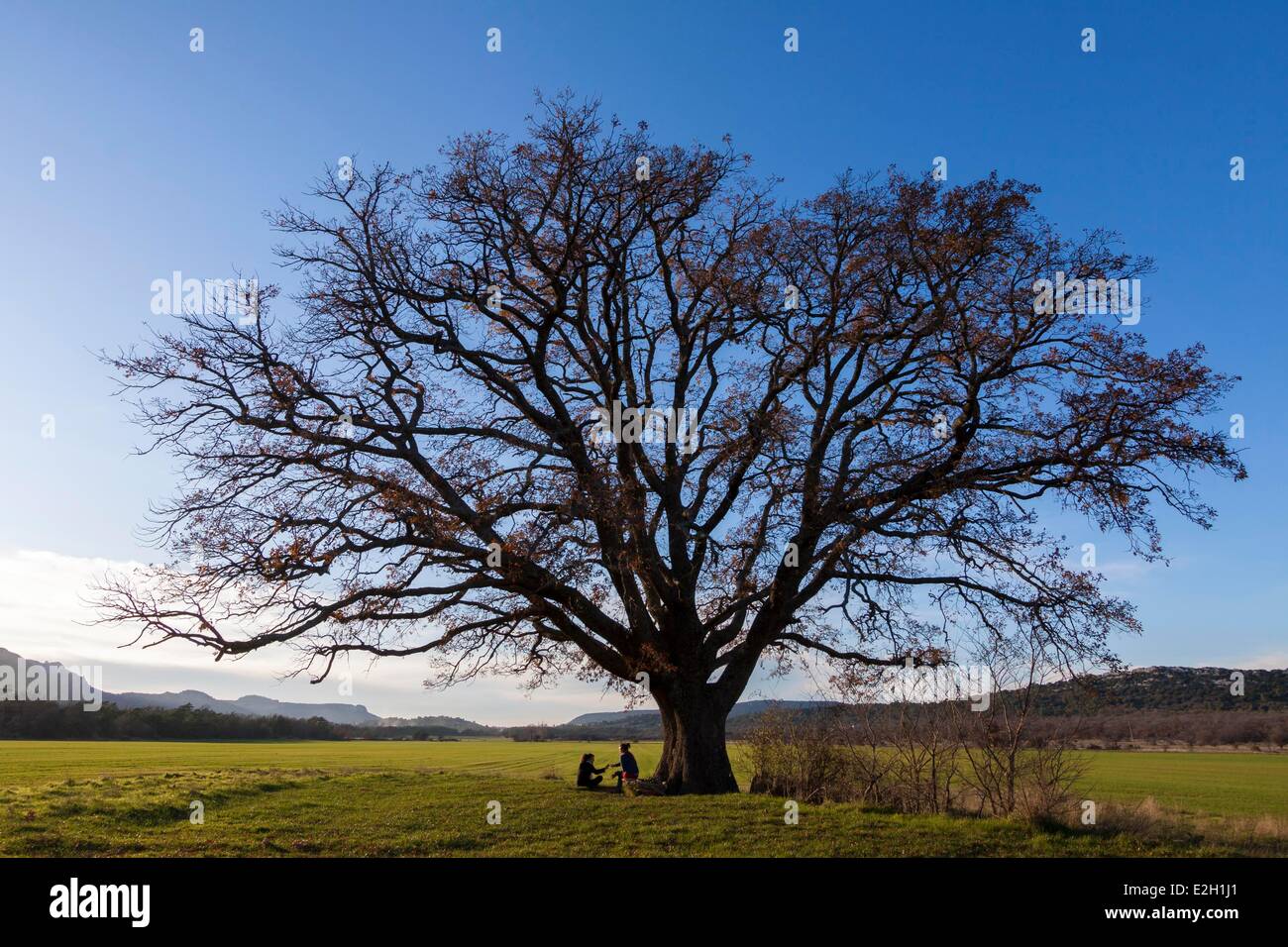 France Var Massif de la Sainte Baume Plan d'Aups Sainte Baume oak