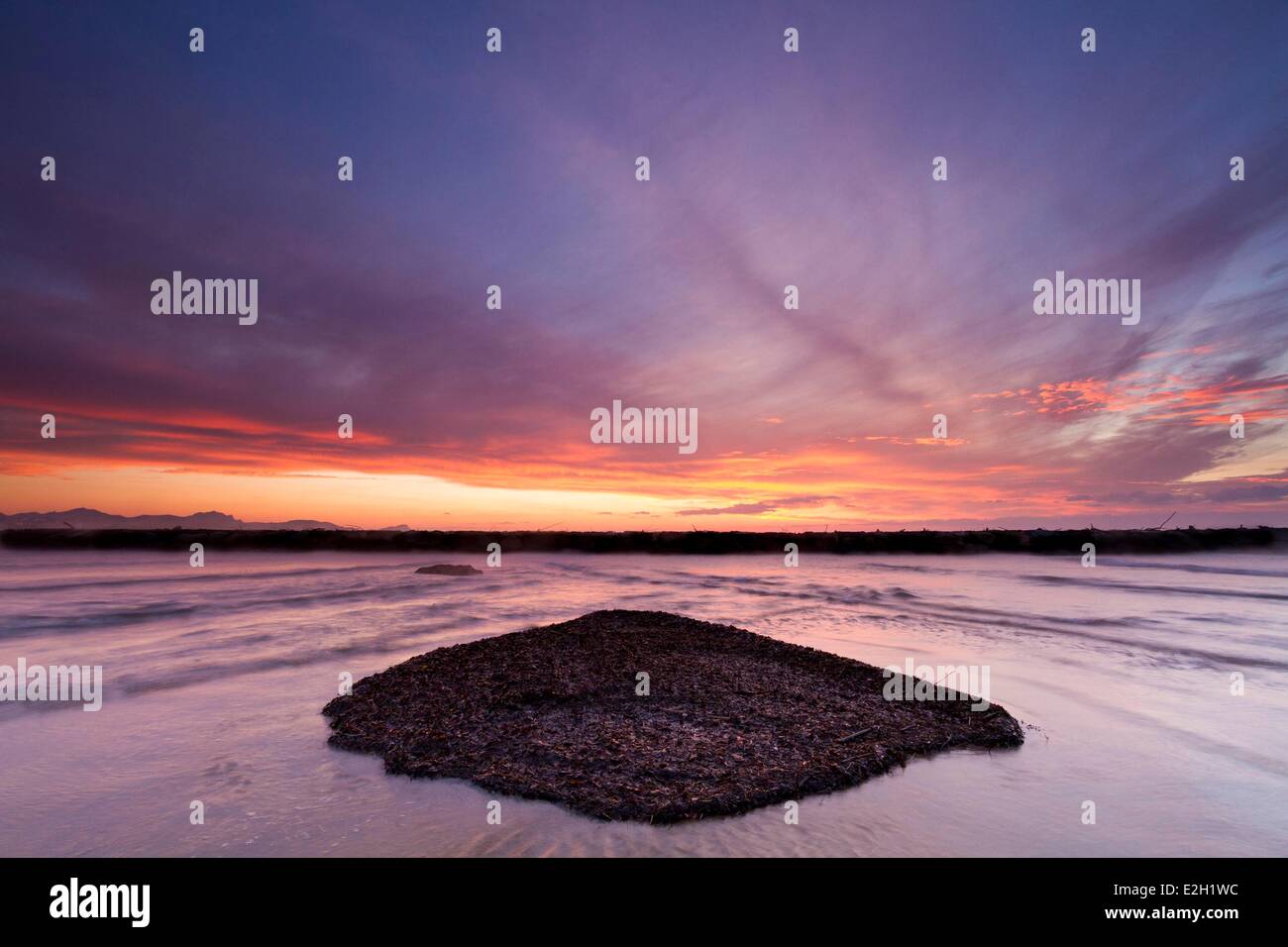 France Var Frejus Saint Aygulf beach accumulation of Posidonia on beach after floods of November 2011 Stock Photo