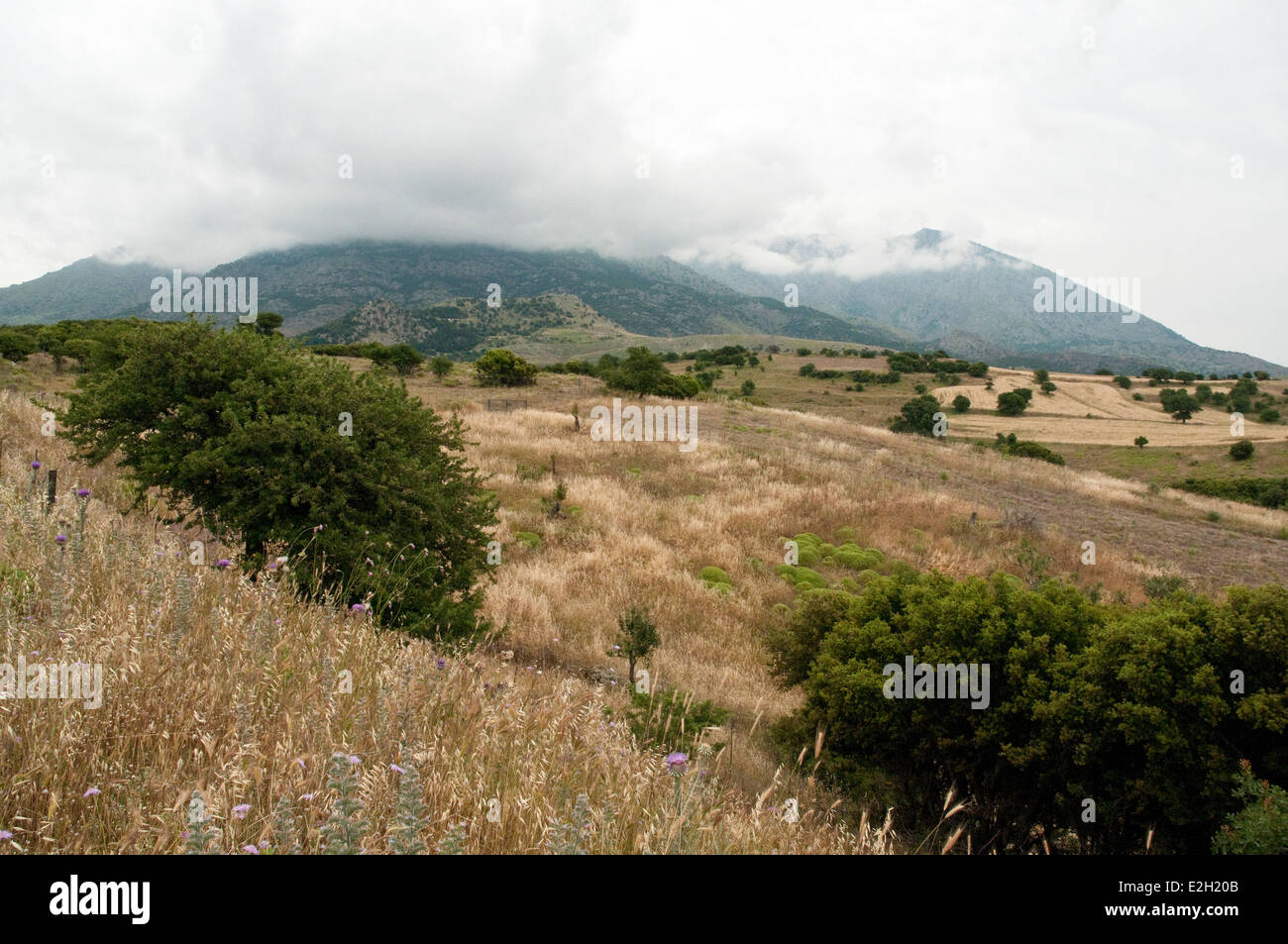 Oak trees, rolling hills and distant mountains on the Greek island of Samothraki in the north Aegean, Thrace, Greece. Stock Photo