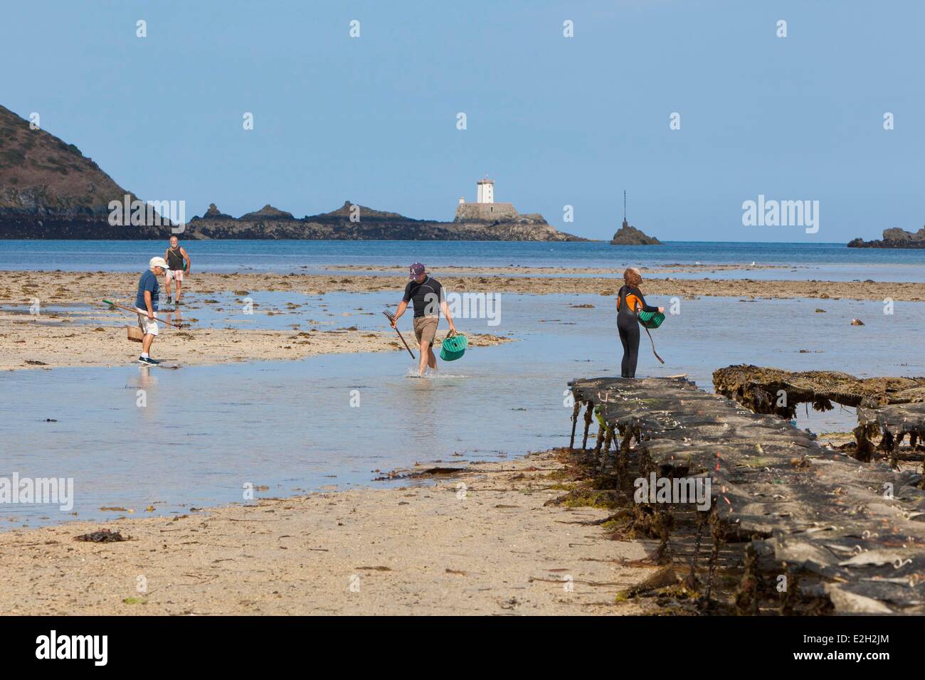 France Cotes d'Armor Plouezec Bay of Paimpol holidaymakers seeking hulls next to oyster bed Stock Photo