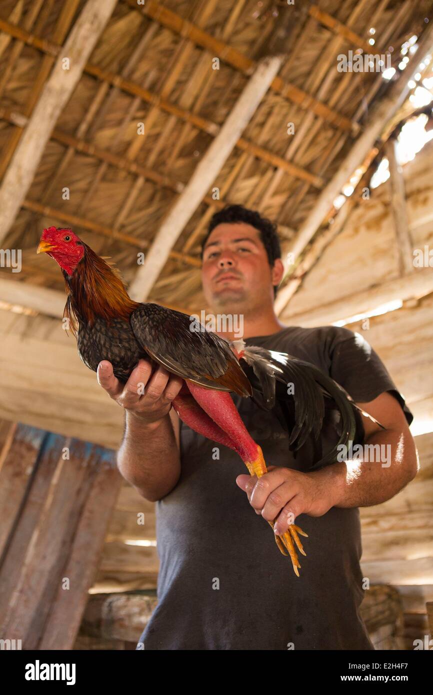 Cuba Pinar del Rio province Vinales Vinales valley listed as World Heritage by UNESCO countryman and rooster for fighting Stock Photo