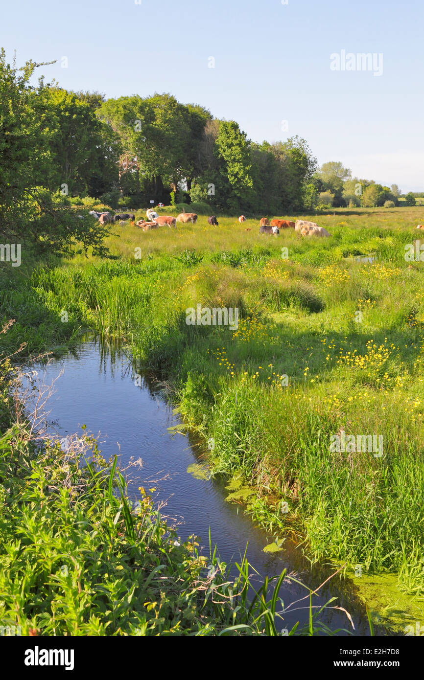 Cows in buttercup meadow near Alfriston East Sussex England UK Stock Photo
