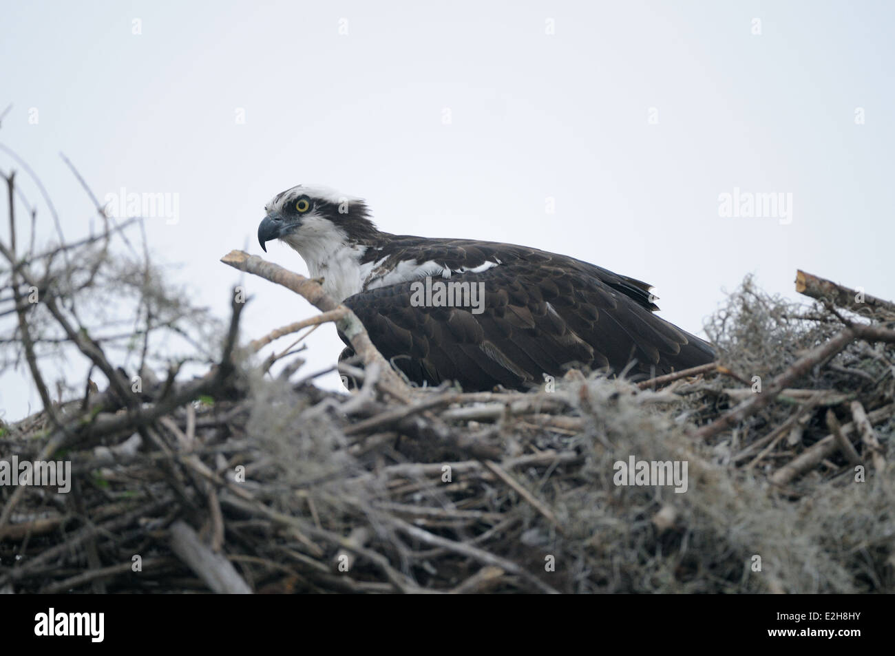 Osprey at its nest on Blue Cypress Lake in Indian River County, Florida