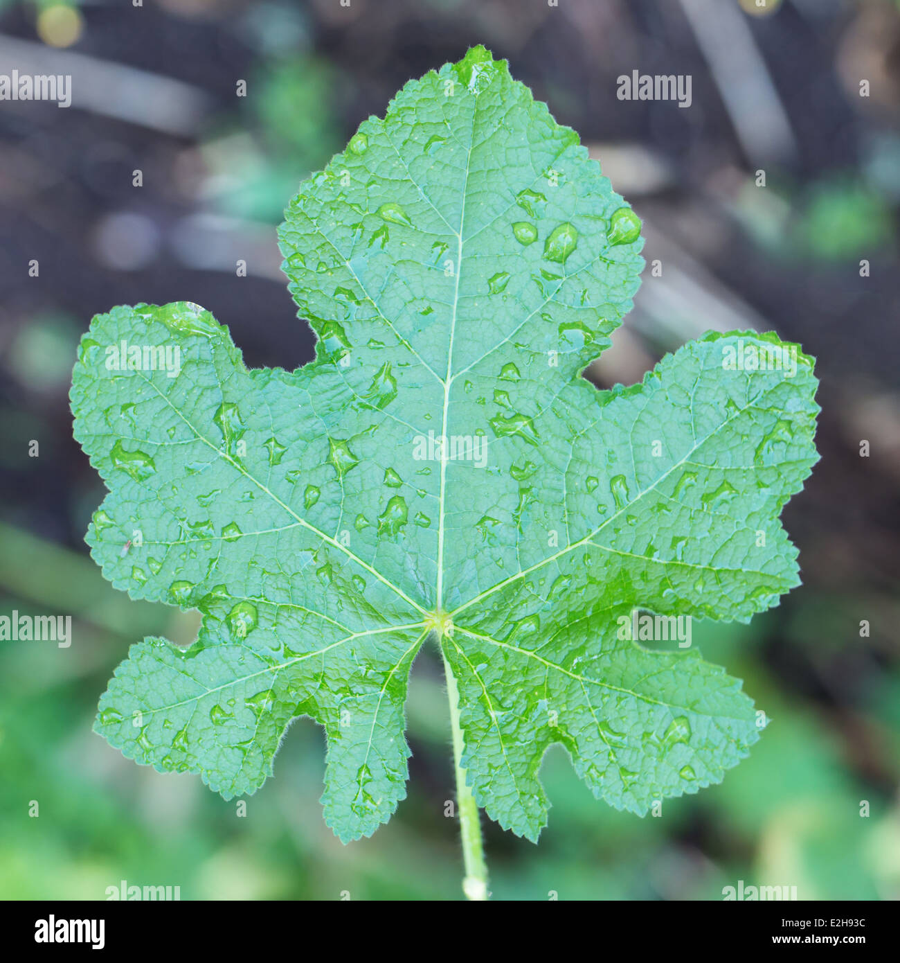 Green leaf with water drop Stock Photo