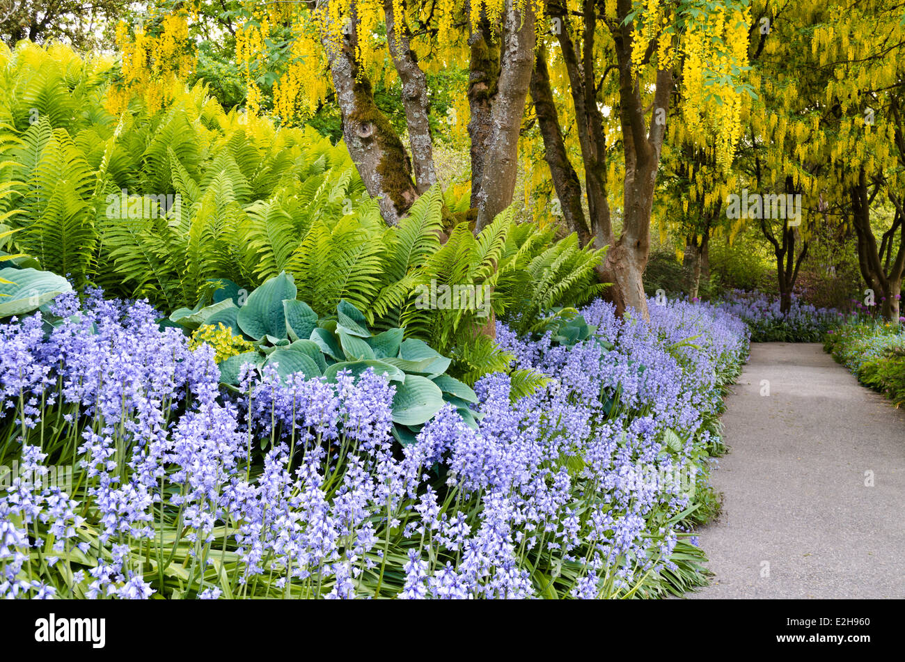 Beautiful garden pathway with laburnum trees (Golden Chain), ferns, hostas, & bluebells. At van Dusen Botanical Garden Vancouver Stock Photo