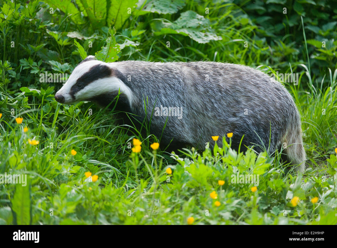 European Badger (Meles meles), captive, Lower Saxony, Germany Stock Photo