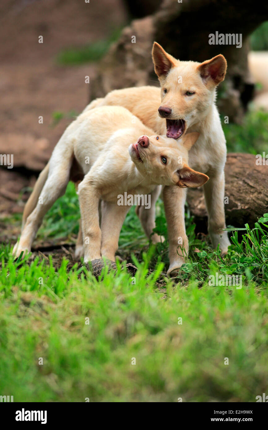 Dingoes (Canis familiaris dingo), Australia Stock Photo Alamy