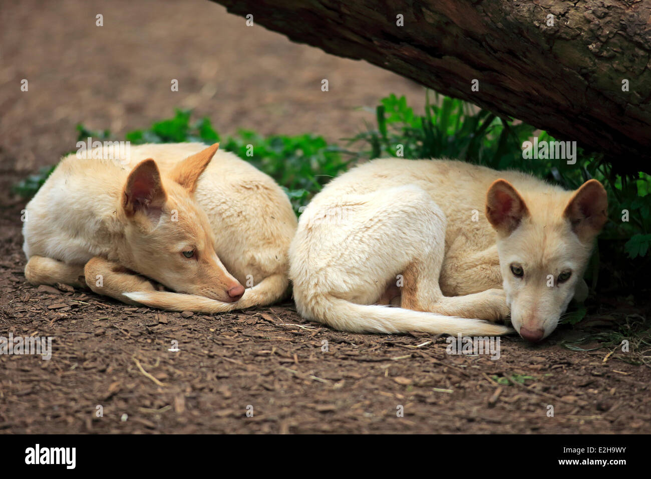 Dingoes (Canis familiaris dingo), Australia Stock Photo Alamy