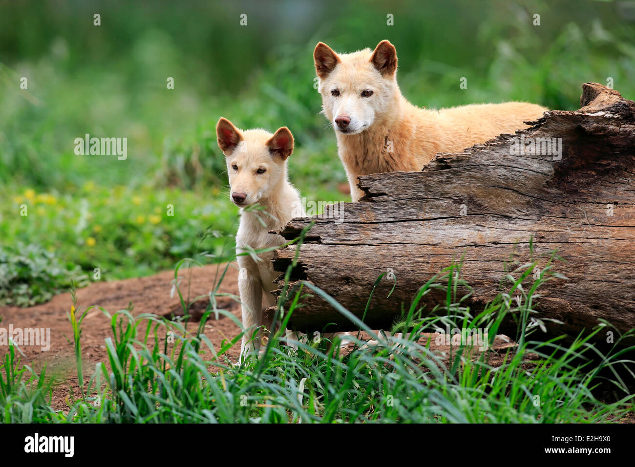 Dingoes (Canis familiaris dingo), Australia Stock Photo