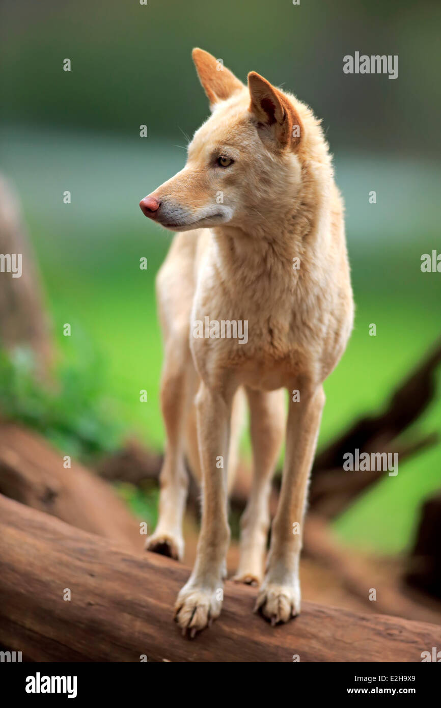 Dingo (Canis familiaris dingo), Australia Stock Photo Alamy