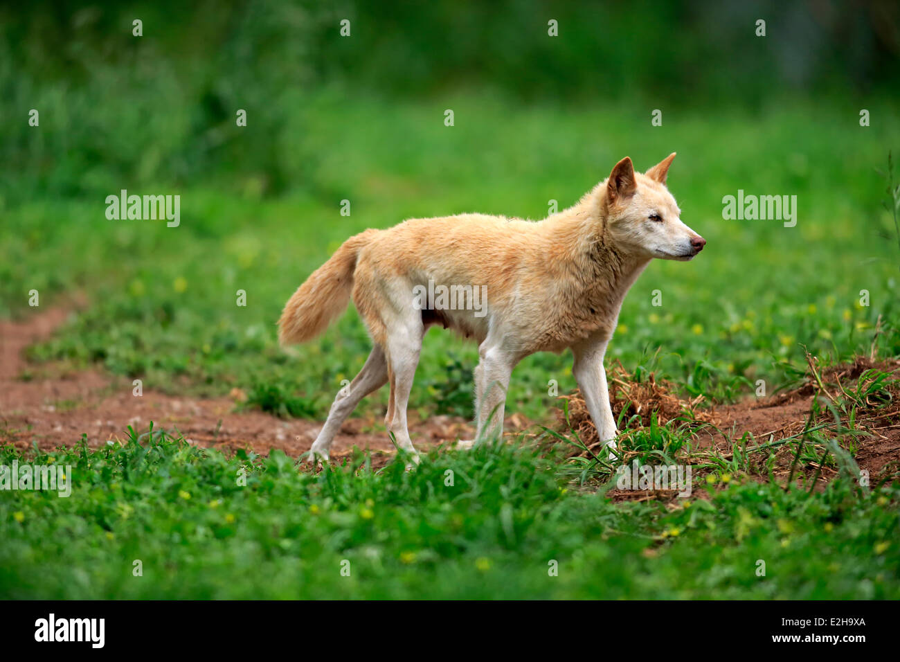 Dingo (Canis familiaris dingo), Australia Stock Photo