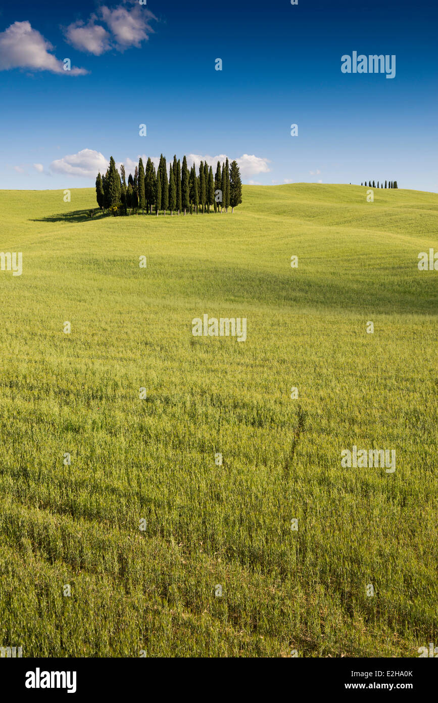 Mediterranean Cypresses (Cupressus sempervirens) and a cornfield, Val d'Orcia, near Torrenieri, Province of Siena, Tuscany Stock Photo