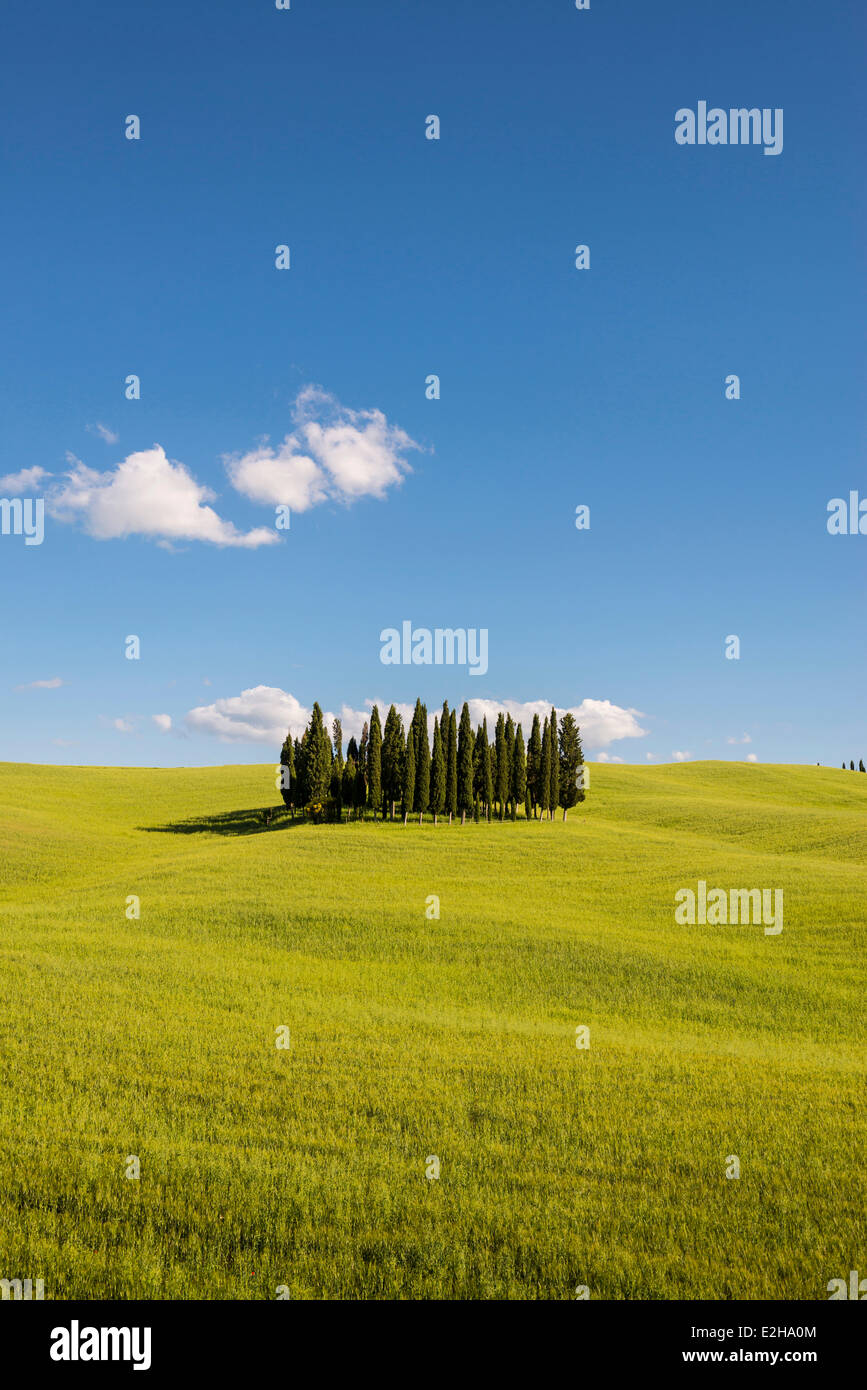 Mediterranean Cypresses (Cupressus sempervirens) and a cornfield, Val d'Orcia, near Torrenieri, Province of Siena, Tuscany Stock Photo
