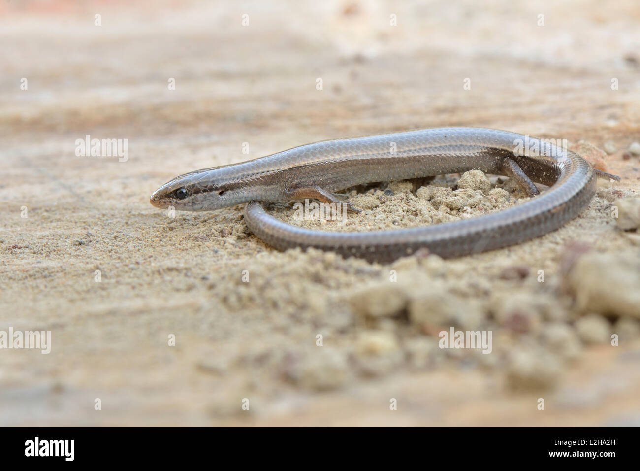 Budak's Snake-eyed Skink (Ablepharus budaki anatolicus), adult, Lycia, Turkey Stock Photo