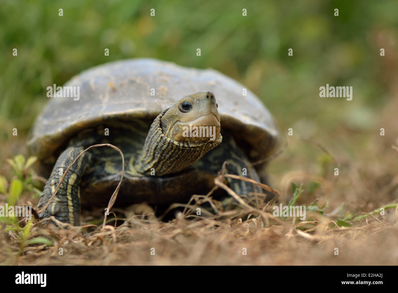 Caspian best sale greek tortoise