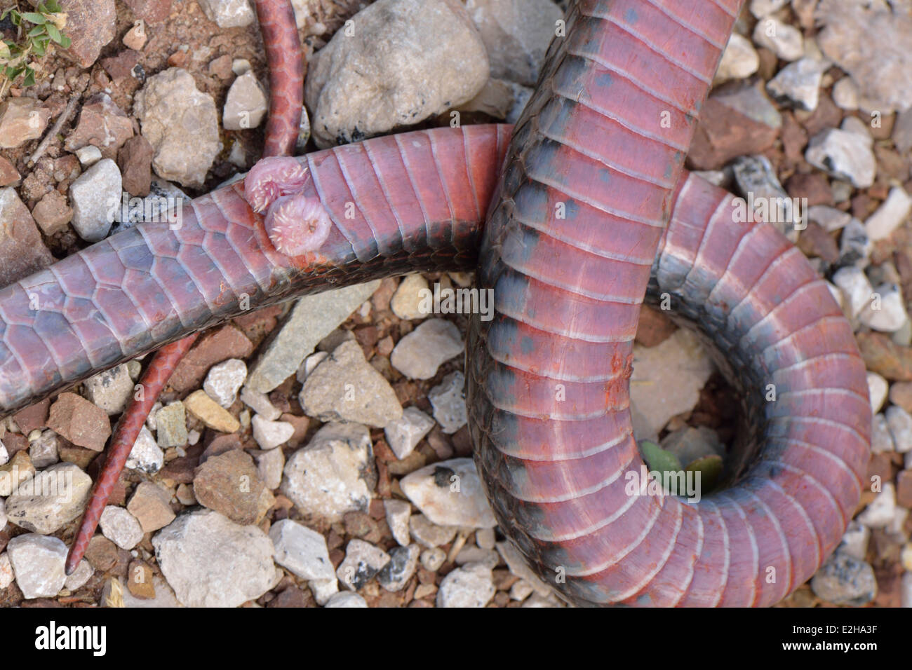 Genitals or hemipenis of a snake, Large Whip Snake (Dolichophis jugularis), Lycia, Turkey Stock Photo