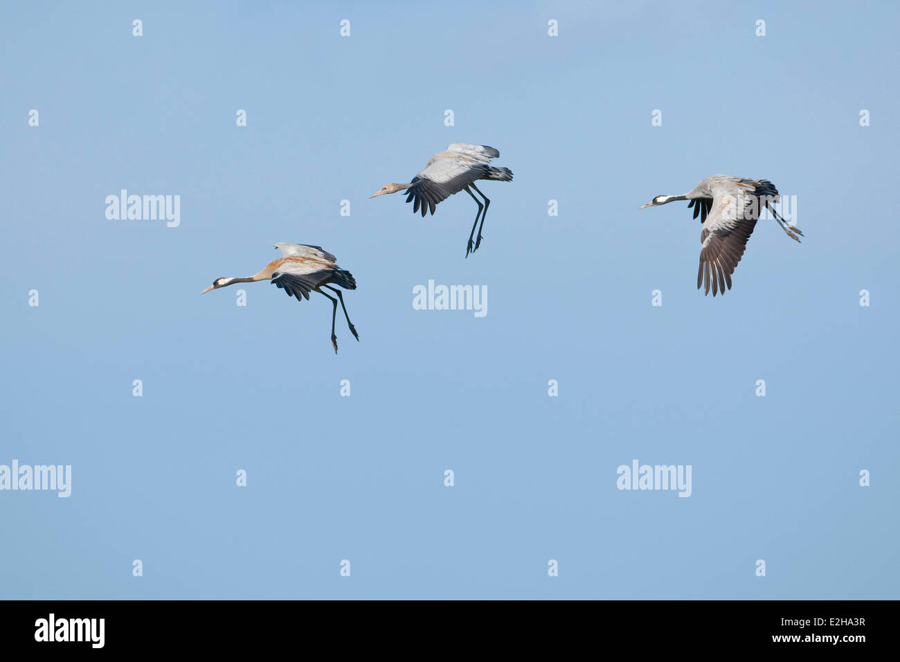 Common Cranes (Grus grus), two adult birds and a young bird, about to land, Mecklenburg-Western Pomerania, Germany Stock Photo