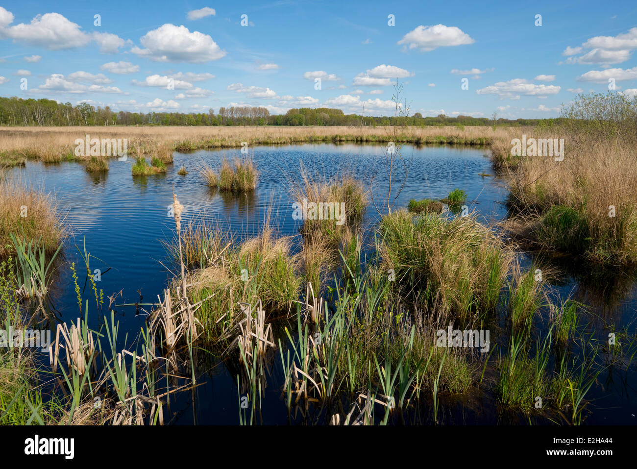 Crater in a peat bog or moor, North Rhine-Westphalia, Germany Stock Photo