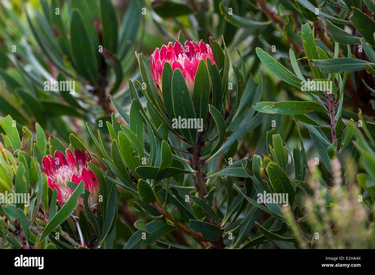 Protea (Protea repens), South Africa Stock Photo