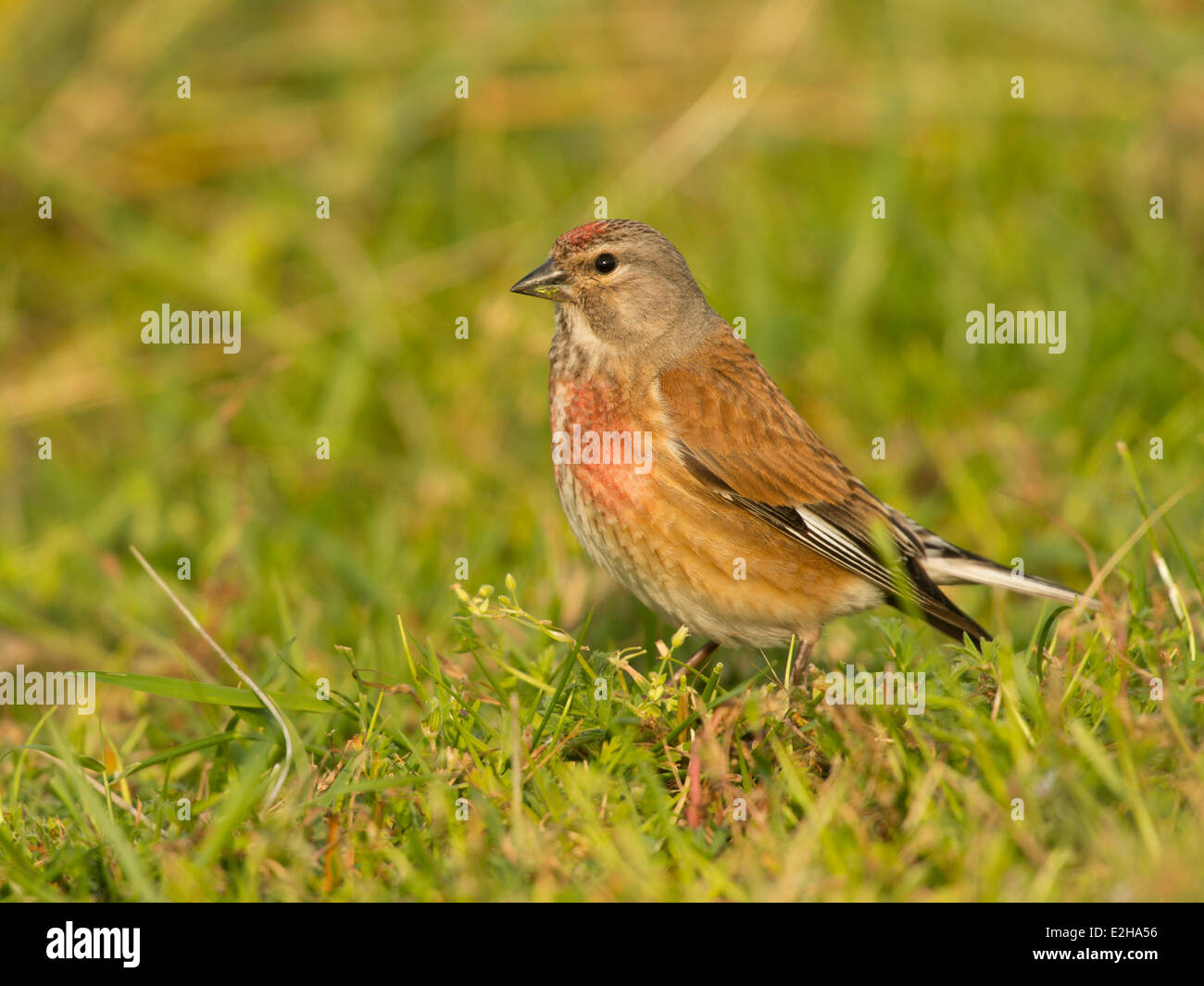 Common Linnet (Carduelis cannabina), Texel, West Frisian Islands, province of North Holland, Holland, The Netherlands Stock Photo