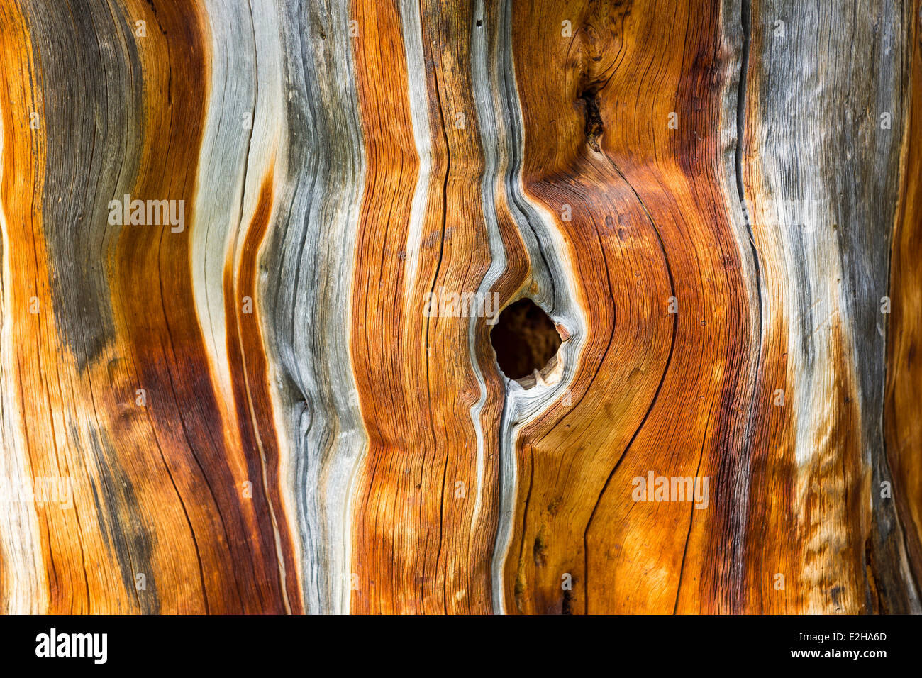 Dead Swiss Stone Pine (Pinus cembra), detail Stock Photo