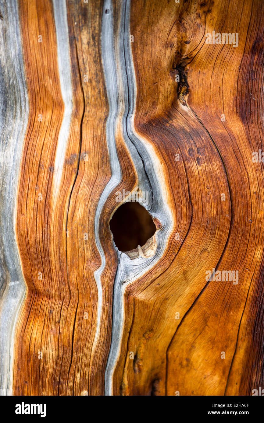 Dead Swiss Stone Pine (Pinus cembra), detail Stock Photo
