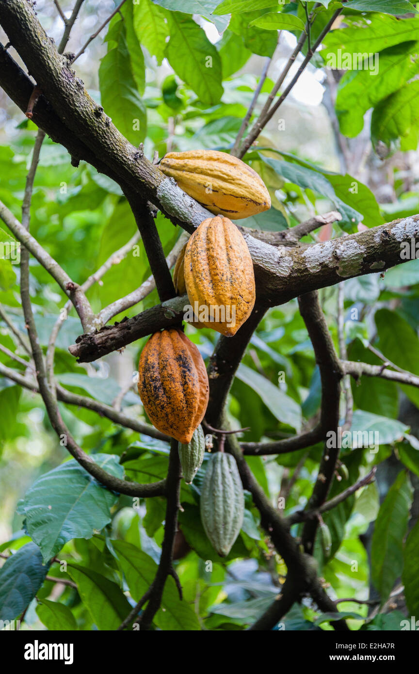 Cocoa tree (Theobroma cacao) with yellow cocoa fruits, Spice Garden, Kumily, Kerala, India Stock Photo