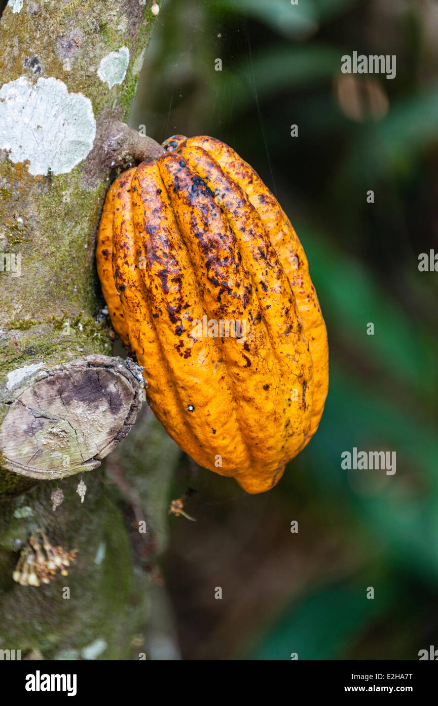Yellow cacao fruit (Theobroma cacao), Spice Garden, Kumily, Kerala