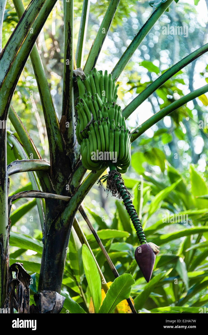Banana tree, banana (Musa paradisiaca), Spice Garden, Kumily, Kerala, India Stock Photo
