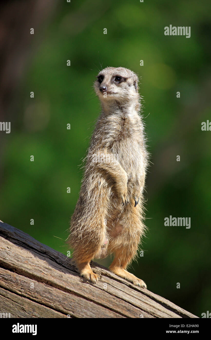 Meerkat (Suricata suricatta), adult, alert, upright, Africa Stock Photo