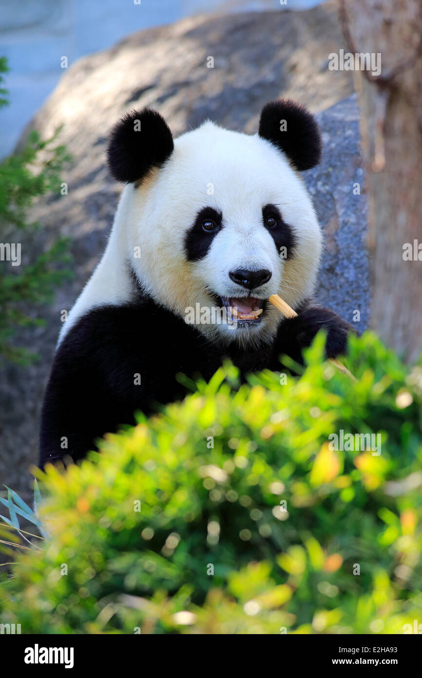 Giant Panda (Ailuropoda melanoleuca) adult, feeding, Asia Stock Photo