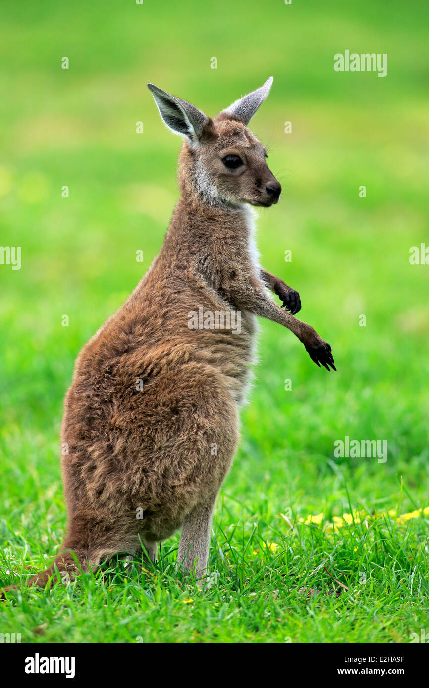 Kangaroo Island Kangaroo (Macropus fuliginosus fuliginosus), joey, South Australia, Australia Stock Photo