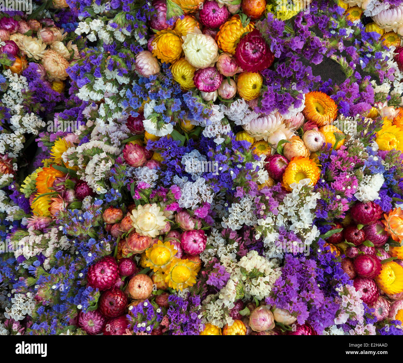 Colourful strawflowers Stock Photo