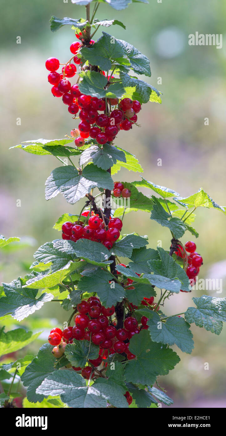 Red currant fruiting Ribes rubrum Stock Photo