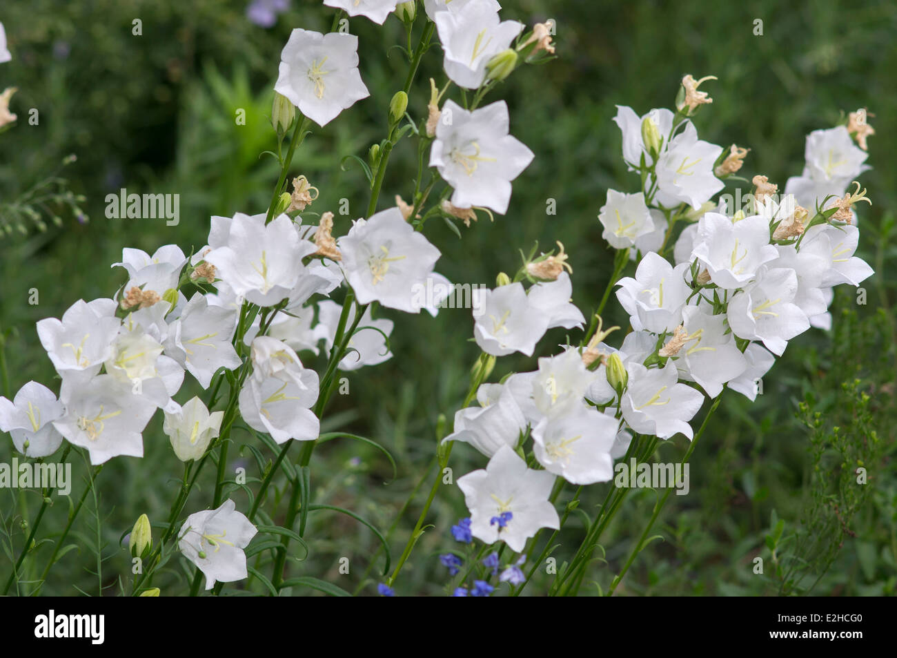 White bellflowers close up Campanula Stock Photo