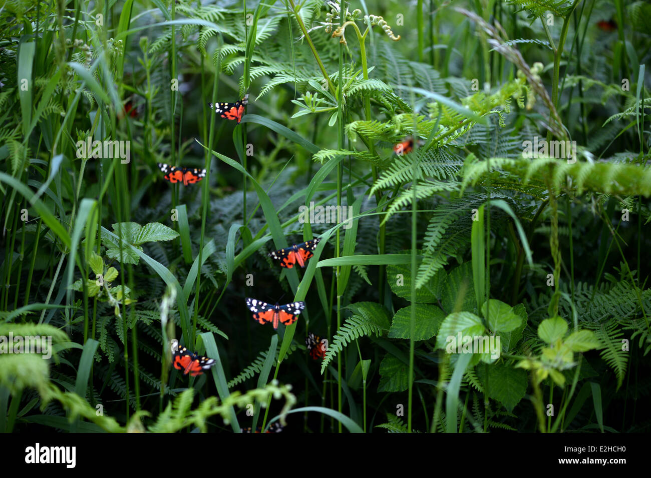 Scarlet Tiger moths  feeding  on cliff overhang on the coast path South Gower, Wales, UK Stock Photo